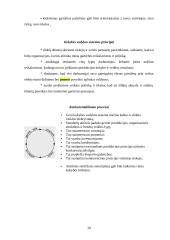 Verslo planas: kilimėlių gamyba UAB "Ergonomika" 20 puslapis