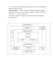 Verslo planas: konditerijos gaminiai UAB "Svaja" 11 puslapis