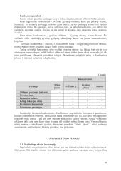 Verslo planas: naminių gyvūnų viešbutis UAB "Vira" 11 puslapis