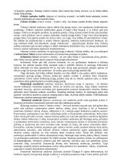 Vertybiniai popieriai ekonomikoje 11 puslapis