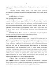 Vertybiniai popieriai ir jų reikšmė ekonomikoje 8 puslapis