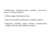Genų inžinerija 11 puslapis