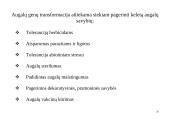 Genų inžinerija 20 puslapis
