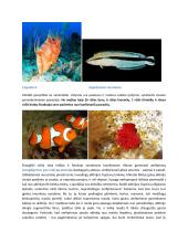 Povandeninio pasaulio draugai 2 puslapis