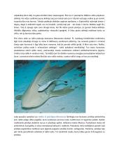 Povandeninio pasaulio draugai 4 puslapis