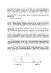 Šeima, vaidmenys šeimoje 6 puslapis