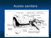 Kinestezinių, statinių ir organinių pojūčių apibūdinimas 8 puslapis