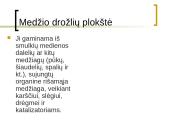 Medienos gaminiai 8 puslapis