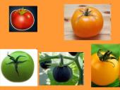 Prototipų teorija ir prototipų pavidalai 15 puslapis