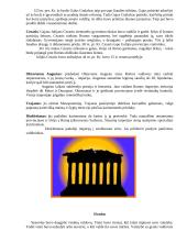 Žymiausi senovės valdovai 6 puslapis