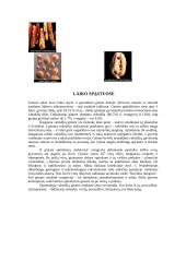 Baltijos jūros gintaras 5 puslapis