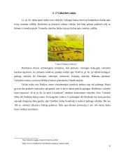 Dakų-getų civilizacija 6 puslapis