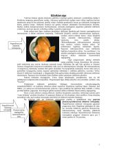 Diabetinė retinopatija 6 puslapis