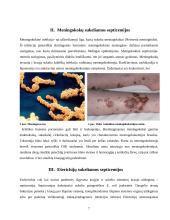 Gramneigiamų bakterijų sukeliamų septicemijų patogenezė 5 puslapis