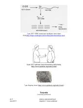 Hepatitas C: epidemiologija, laboratorinė diagnostika ir prevencija 9 puslapis