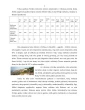 Italija: Sicilija 5 puslapis