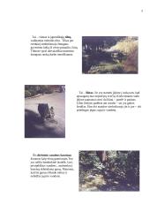 Japonijos sodų architektūra 5 puslapis