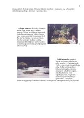 Japonijos sodų architektūra 8 puslapis