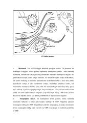 Jungtinių Amerikos Valstijų (JAV) mechanizuota pėstininkų kuopa puolime 16 puslapis
