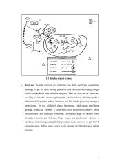 Jungtinių Amerikos Valstijų (JAV) mechanizuota pėstininkų kuopa puolime 9 puslapis