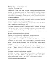 Keramikos tyrimai Domerschulstrasse Viurzburge 12 puslapis