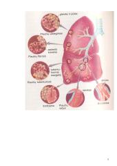 Kvėpavimo organų infekcinės ligos 5 puslapis