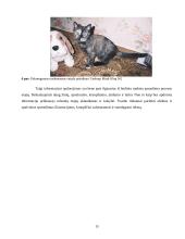 Leidinio maketo paruošimo etapai 14 puslapis