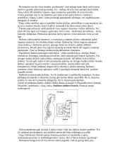 Mano ligos istorija 5 puslapis