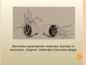 Mutacijų atsiradimas bei klasifikacija 13 puslapis