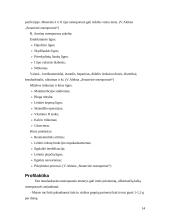 Osteoporozė 13 puslapis