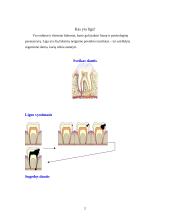 Paveldimos odontologinės ligos 2 puslapis