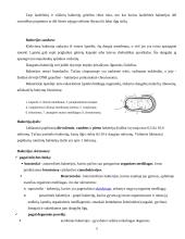 Per vandenį plintančios bakterinės ligos 5 puslapis