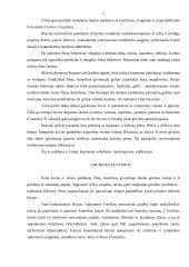Pietų Amerikos mitybos ypatumai 3 puslapis
