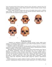 Augalų bei gyvūnų evoliucija 3 puslapis