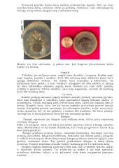 Žmogaus ir žinduolių evoliucija 3 puslapis