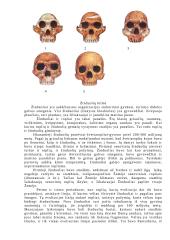 Žmogaus ir žinduolių evoliucija 4 puslapis