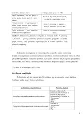 Marketingo tyrimas: šokoladas "Karališkas Cacao 70%" 8 puslapis