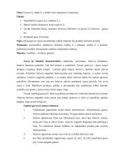 Lietuvių kalbos išplėstinis pamokos planas: Garsas [z]