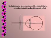 Akis kaip optinė sistema 11 puslapis