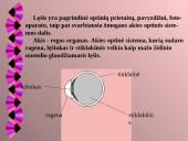 Akis kaip optinė sistema 4 puslapis