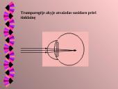 Akis kaip optinė sistema 8 puslapis
