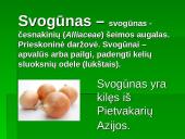 Augalo fotosintezė: svogūnas 2 puslapis