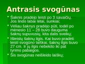 Augalo fotosintezė: svogūnas 12 puslapis