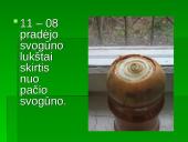 Augalo fotosintezė: svogūnas 7 puslapis