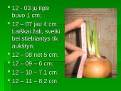 Augalo fotosintezė: svogūnas 10 puslapis