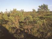 Aukštapelkės ir žemapelkės 11 puslapis