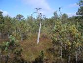 Aukštapelkės ir žemapelkės 12 puslapis