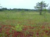 Aukštapelkės ir žemapelkės 13 puslapis