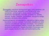 Aukštapelkės ir žemapelkės 14 puslapis