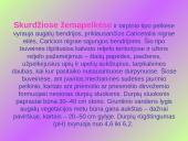 Aukštapelkės ir žemapelkės 15 puslapis